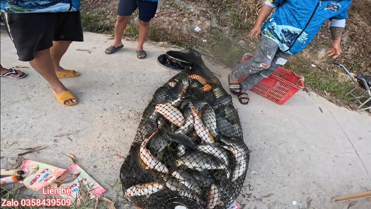 Fishing | Câu Đài | Cám chép Hat Câu Cá Chép Rực Rỡ Tại Hồ Câu Ty Vlog | Nghiện Câu TV