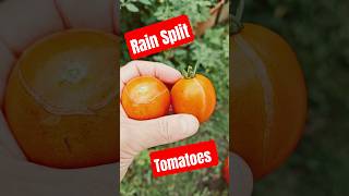 Rain Split Tomatoes #garden #diy #backyardgardening #tomato #split #ruined #rain