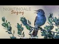 NIGHTINGALE SONGBIRD | Bird watching tours in Spain.