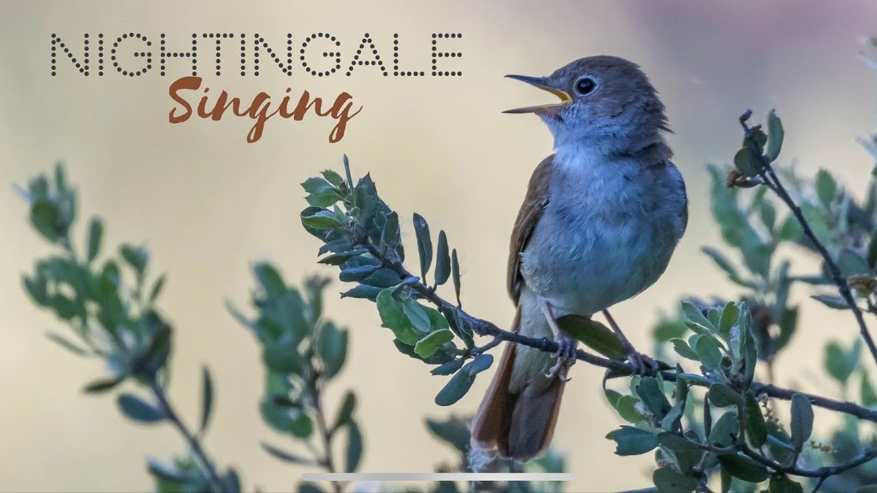 Nightingale, Songbird, Migratory, Nocturnal