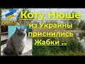 Кот Нюша из Украины мечтает, ему снятся дачные сны