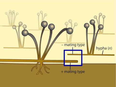 Life Cycle of a Zygospore Fungus | ปรับปรุงใหม่zygomycotaเนื้อหาที่เกี่ยวข้อง