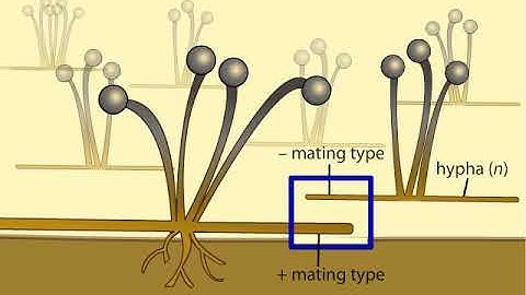 Life Cycle of a Zygospore Fungus