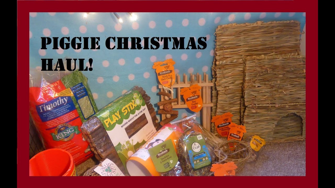 Squeak Dreams Guinea Pig Christmas Haul! Pets at Home & Jollyes YouTube