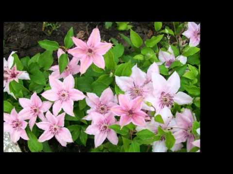 РЕЛАКС  ДЛЯ ТЕХ, КТО ЛЮБИТ КЛЕМАТИСЫ.wmv