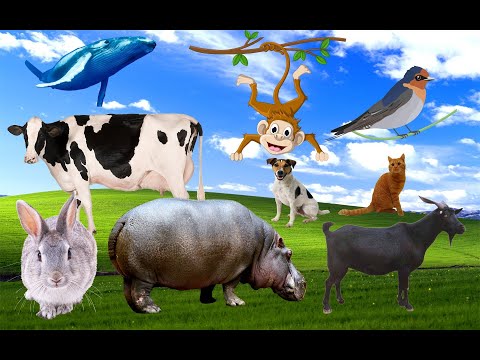 Cute and funny animal sounds: penguin, bird, cow, goat, monkey, hippo, hare, dog, whale, cat, owl