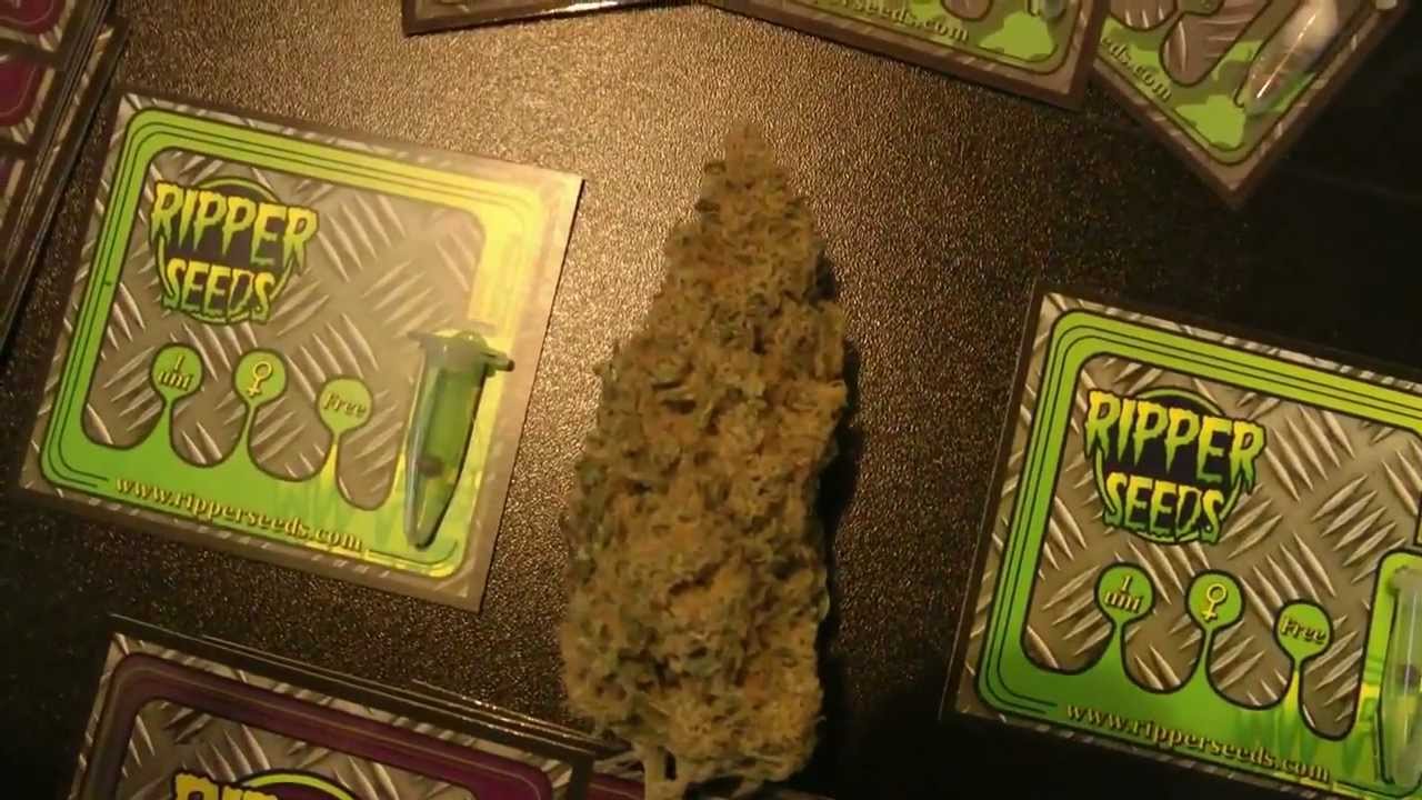 Spannabis 2012: Ripper Seeds