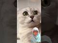 HELP @Priyal_Kukreja #shorts #viral #trending #cat #cats