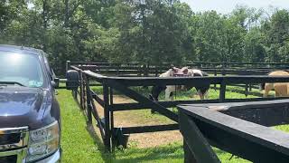 Camping And Horseback Riding At Artillary Ridge Campground In Gettysburg Pa