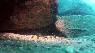 Diving In Lake Tanganyika Non-Cichlids