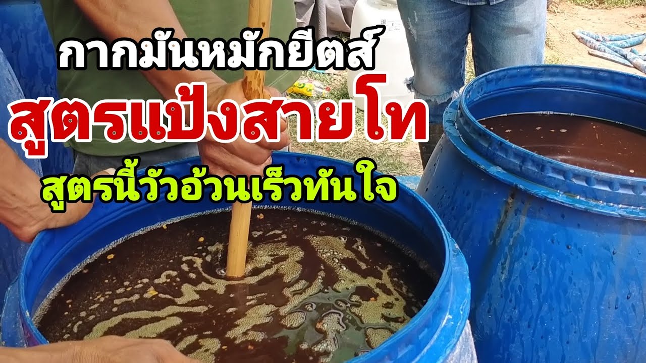 กากมันหมักยีสต์ แป้งสาโท สูตรนี้วัวอ้วนเร็วทันใจ