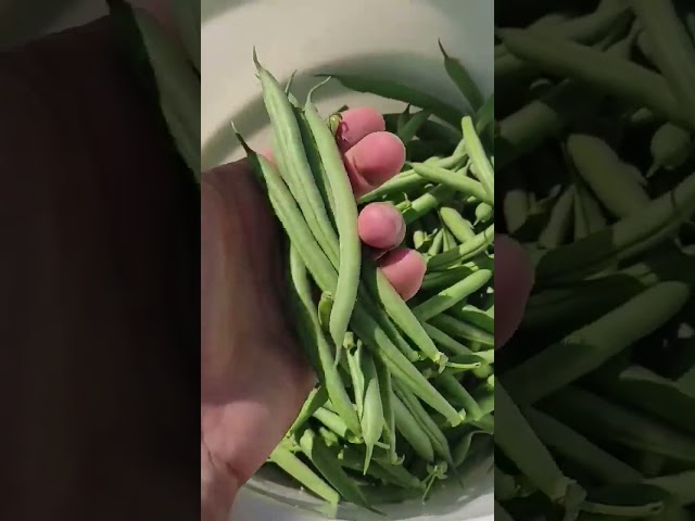 Спаржева квасоля Вера від Innova Seeds Co, USA, California 🇺🇸🇺🇦