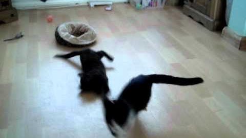 Daisy & Mush, Daisy it my banana (catnip) & I want it!  ep3