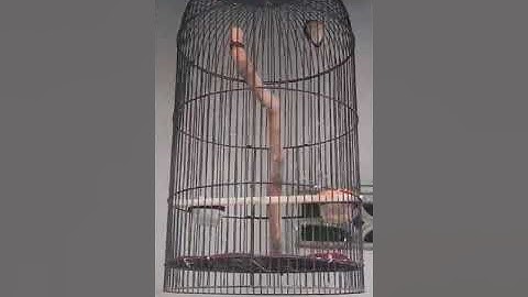 rambatan paruh putih Doraemon
