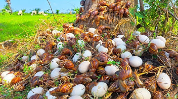 Top amazing - pick a lot of duck eggs and snails under coconut tree at dry field by hand a farmer