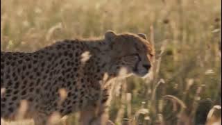 The Cheetah Speed And Vulnerability