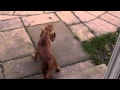 Taz the dog v The Reindeer Christmas Decoration