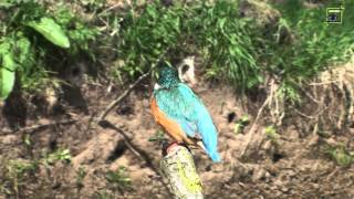20120401 ijsvogels HD 1080 natuurkanaal