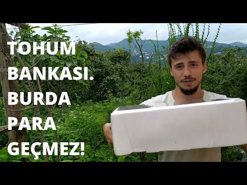 Video: Atalik Asma Nedir - Bahçede Patiska Çiçekleri Yetiştirmek İçin İpuçları