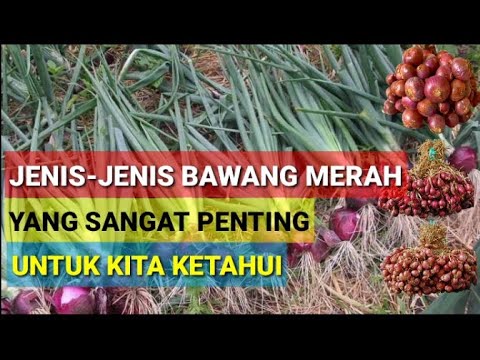 Video: Berbagai Varietas Bawang - Ada Berapa Jenis Bawang