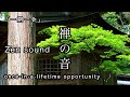 【Zen sounds 5 min】once-in-a-lifetime opportunity【5分瞑想】禅の言葉「一期一会」
