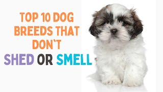 Top 10 Dog Breeds That Don't Shed or Smell by Info Engine - Pets 19 views 1 year ago 4 minutes, 36 seconds