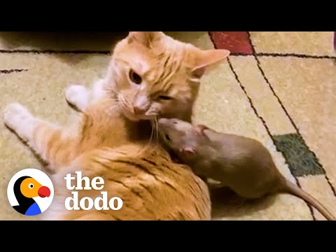 Cuddly Rat Can't Stop Giving His Cat Sister Hugs And Kisses | The Dodo