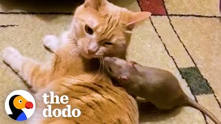Cuddly Rat Can't Stop Giving His Cat Sister Hugs And Kisses | The Dodo