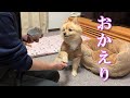 家庭の事情により、息子とポメくんが実家に帰ってきてくれました
