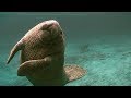 Gentle Giants Struck by Boats in Florida | Seven Worlds, One Planet | BBC Earth
