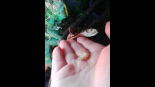 Feeding Skittles Chameleon