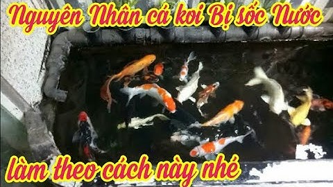 Nguyên Nhân Cá Koi Bị Sốc Nước - Cứu Cá Koi Bị Sốc Nước Đơn Giản Cực Kỳ Hiệu Quả.