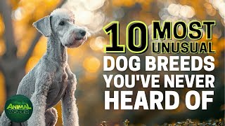 Top 10 Most Unusual Dog Breeds You've Never Heard Of