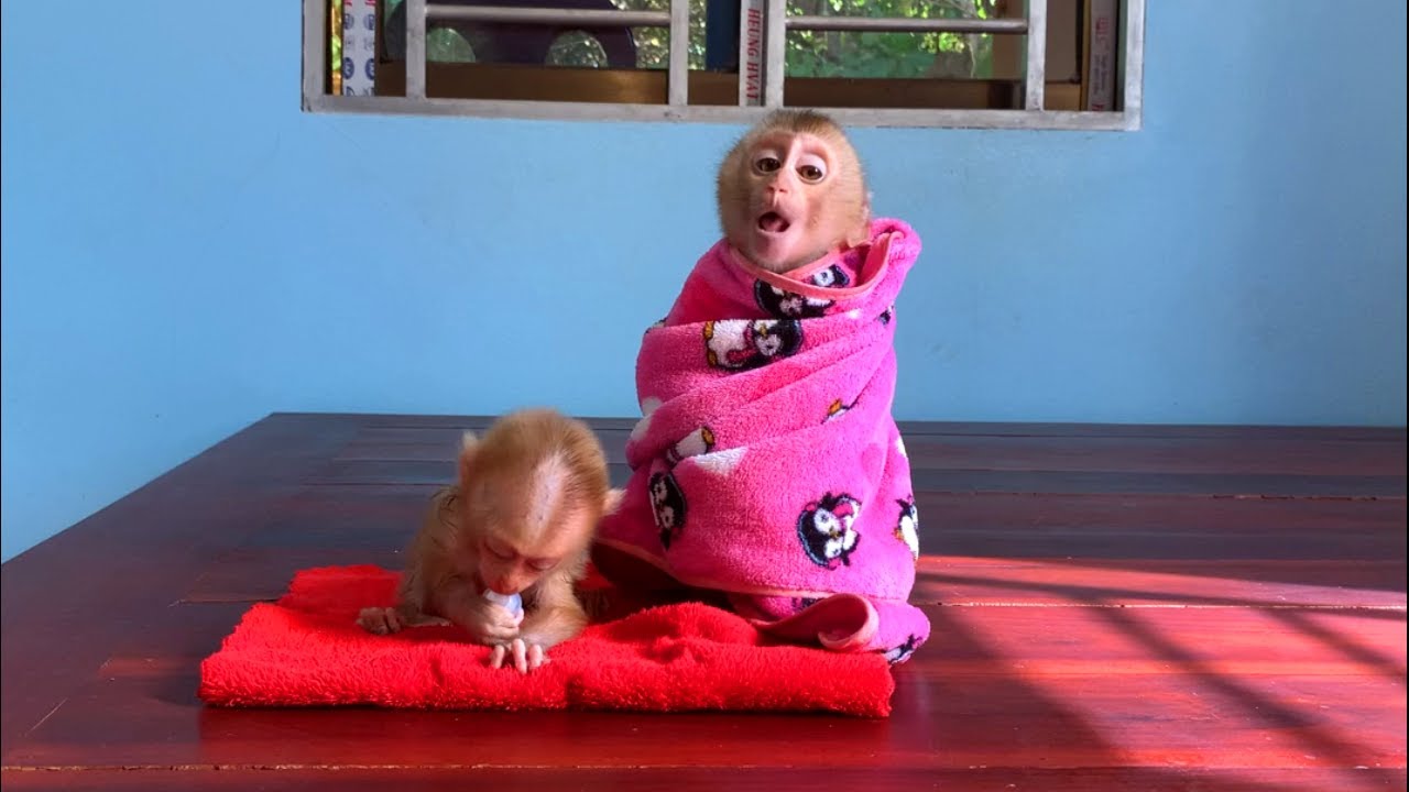 Babi Tourtour Tiny Sleep While Sister JUEUR Obedient Sit Waitinq Mom