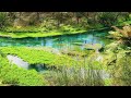 Fairy Tale Creek With Ducks 4K Clear Blue Green Stream Sounds 