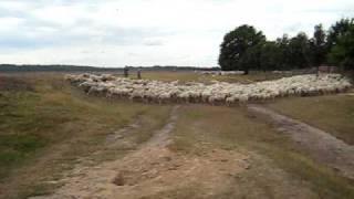 Schaapskudde op de Ginkelse Heide