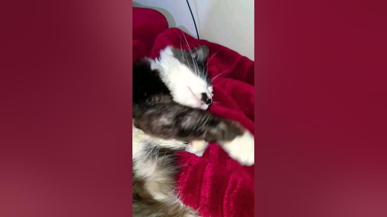 normal-cats-play-but-my-cats-sleep-all-the-time-funnyvideo-fyp