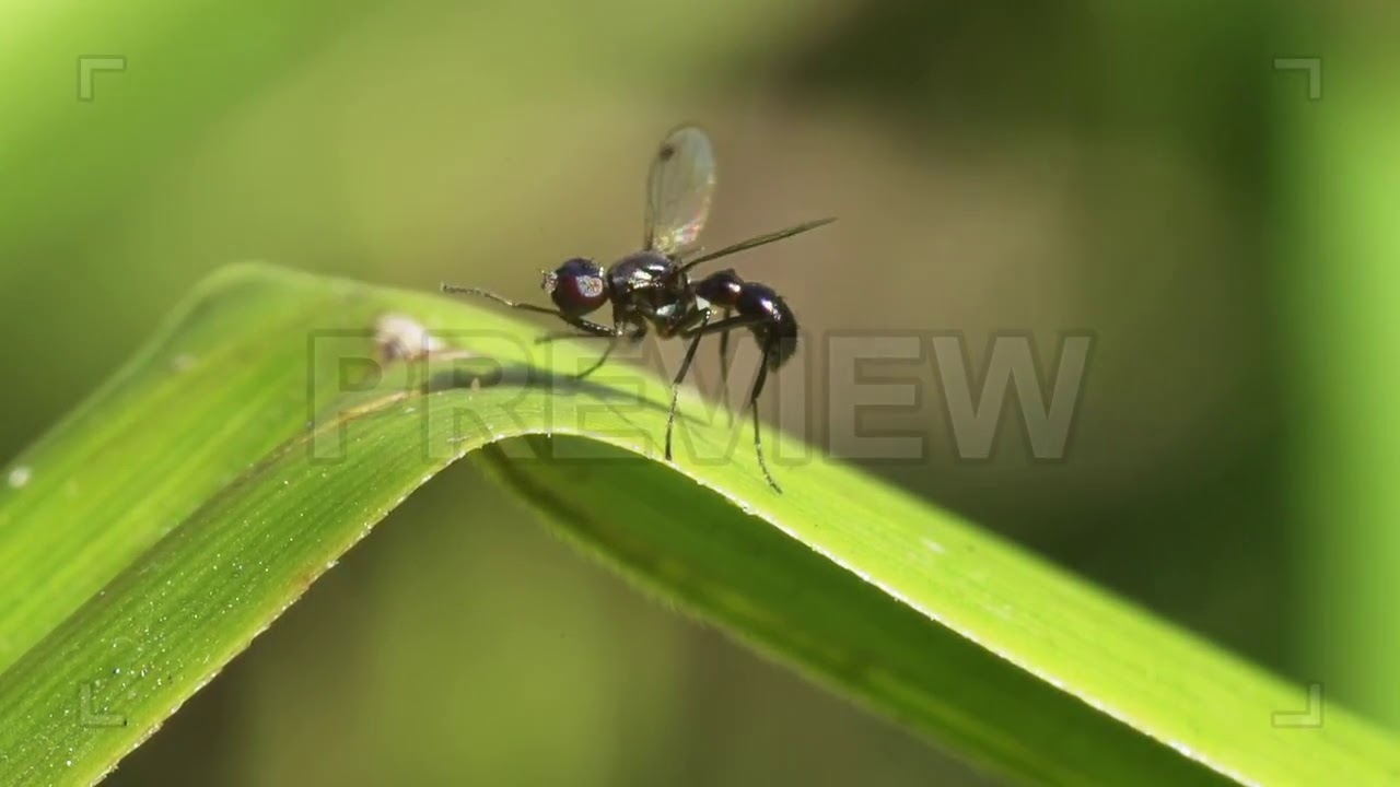 Lesser Dung Fly Stock Video