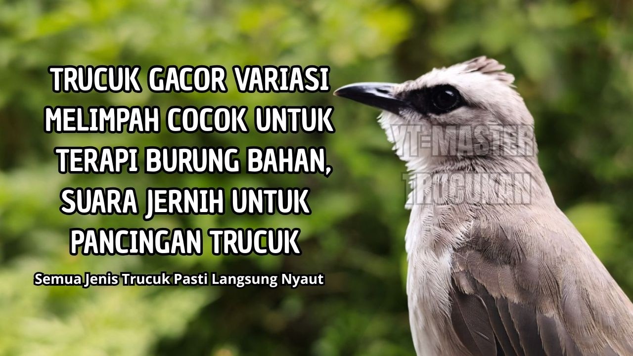 Trucukan GACOR ngalas ROPEL PANJANG suara alam AMPUH buat pancingan jadikan trucuk Gacor GARUDA