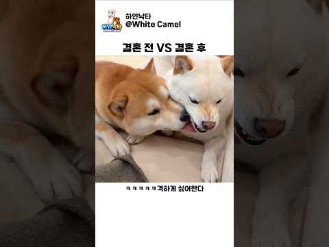 강아지 표지 4