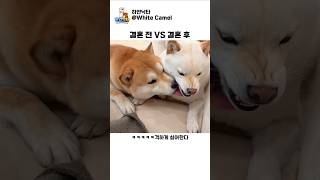 강아지 표지 4