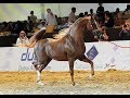 SPARTACUS TO - Qatar - International Arabian Horse Show   2016