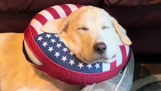 Scarlett the Great Pyrenees X Akbash Puppy  Resting & Relaxing After Surgery  September 9, 2023