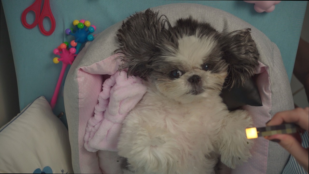 ASMR SPA na minha cachorra Angel | tratamento de princesa para cães dormirem