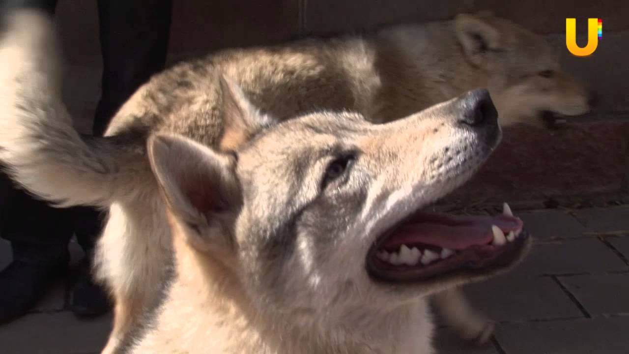 Глазами животных, выпуск 103. Чехословацкие волчьи собаки.