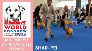 The YOUNGEST Chinese SHAR-PEI females at World Dog Show Zagreb 24