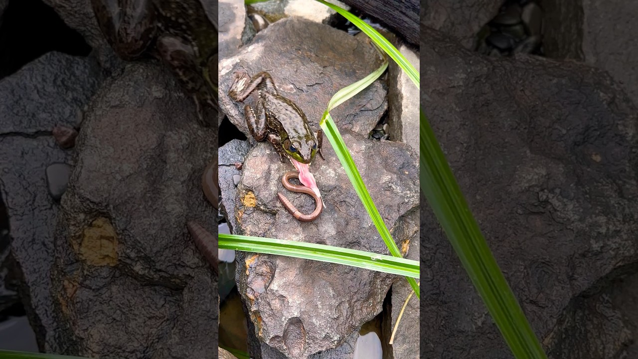 Northern Green Frog 🐸 vs 🪱 earth worm
