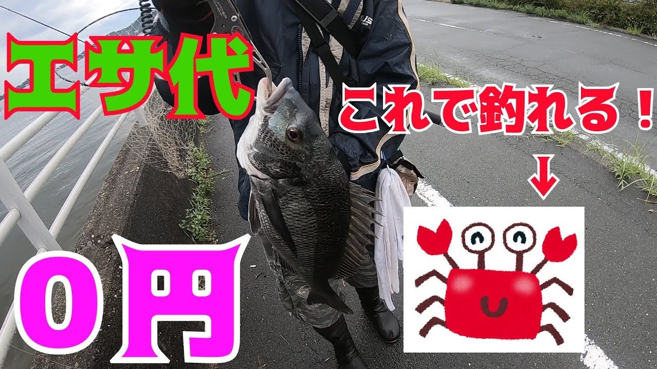 ０円特攻エサで黒鯛釣り 前打ち Youtube