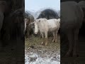 Белый табун