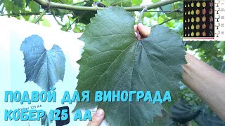 видео: Подвой для винограда Berlandieri × Riparia Kober 125 АА. картинка: Подвой для винограда Berlandieri × Riparia Kober 125 АА.